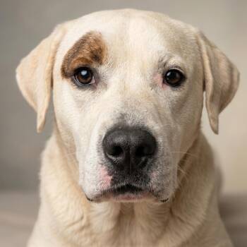 Mixed Breed Dogs Available for Adoption in Naperville, Illinois - Dudley - Coming Soon! | PetCurious