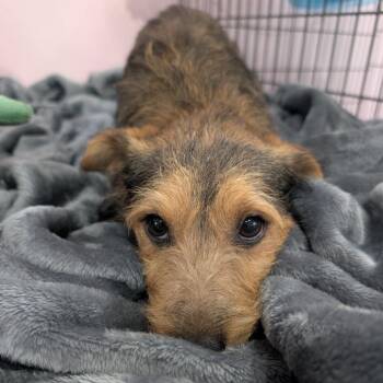 Dum-dum -  Yorkshire Terrier Dog for Adoption in West Plains, Missouri - Dum-dum | PetCurious