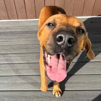 Rhodesian Ridgeback Dogs Available for Adoption in Houston, Texas - Bucee Boo | PetCurious