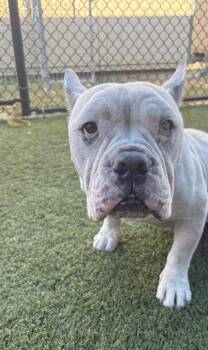 DURK -  Mixed Breed Dog for Adoption in Dallas, Texas - DURK | PetCurious