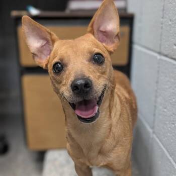 Ron -  Mixed Breed Dog for Adoption in West Olive, Michigan - Ron | PetCurious