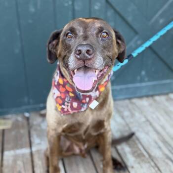 Maximus -  Chocolate Labrador Retriever Dog for Adoption in Columbia, South Carolina - Maximus | PetCurious