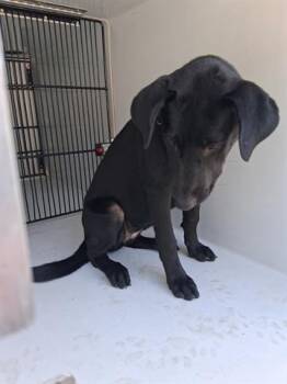 Rescue Labrador Retriever Dogs for Adoption in Houston, Texas - A645379 | PetCurious