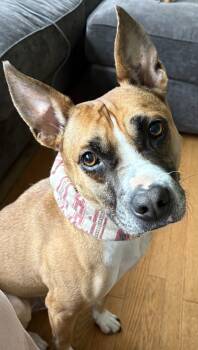 Elfie Allan -  Mixed Breed Dog for Adoption in Chelmsford, Massachusetts - Elfie Allan | PetCurious