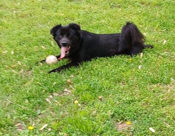 Rescue Flat Coated Retriever Dogs for Adoption in Princeton, Indiana - Wanda | PetCurious
