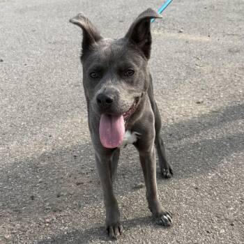 Cardboard -  Mixed Breed Dog for Adoption in Columbia, South Carolina - Cardboard | PetCurious