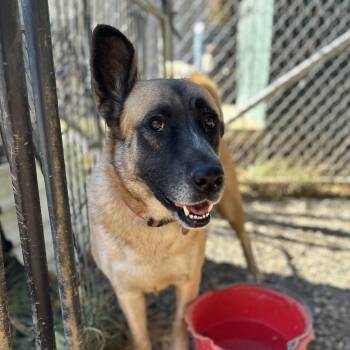 Rescue Shepherd Dogs for Adoption in Columbia, South Carolina - Dally | PetCurious