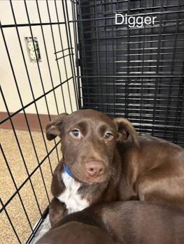 Labrador Retriever Dogs Available for Adoption - Digger | PetCurious