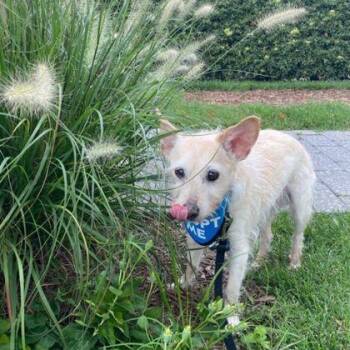 Simon -  Parson Russell Terrier and Mixed Breed Dog for Adoption in Richmond, Virginia - Simon | PetCurious