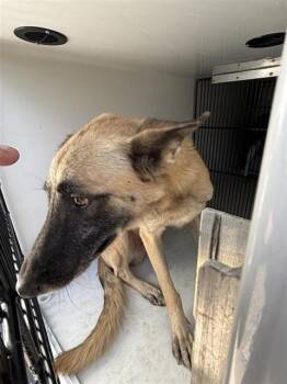 A660637 -  Belgian Shepherd Malinois Dog for Adoption in Houston, Texas - A660637 | PetCurious