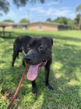 Radar -  Pit Bull Terrier Dog for Adoption in Austin, Texas - Radar | PetCurious