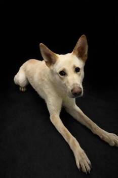 German Shepherd Dog Dogs Available for Adoption in Lake Wylie, South Carolina - Eddie | PetCurious