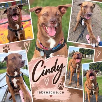 Cindy -  Labrador Retriever and English Pointer Dog for Adoption in Oakville, Ontario - Cindy | PetCurious