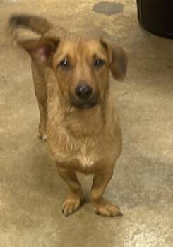 Dachshund and Wirehaired Terrier Dogs Available for Adoption in Sylacauga, Alabama - Schatzi | PetCurious