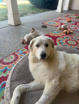 FINN THE HANDSOME PYRENEESE -  Great Pyrenees Dog for Adoption in Woodland, California - FINN THE HANDSOME PYRENEESE | PetCurious