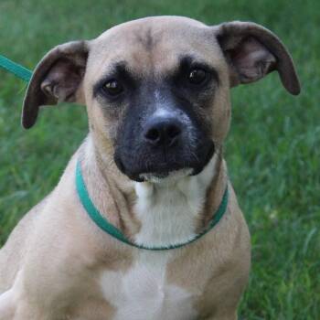 Nyomi -  Pug Dog for Adoption in Eaton, Ohio - Nyomi | PetCurious
