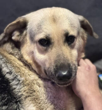 Rescue German Shepherd Dog Dogs for Adoption in Thomasville, North Carolina - Eve | PetCurious