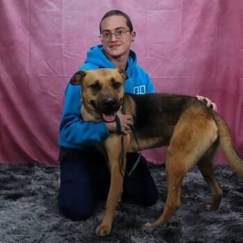 Grover -  German Shepherd Dog and Terrier Dog Available for Adoption in San Jacinto, California - Grover | PetCurious