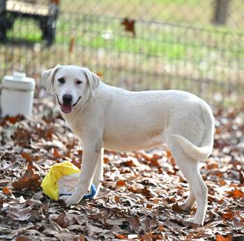 Rescue Yellow Labrador Retriever Dogs for Adoption in Falmouth, Maine - Marley | PetCurious