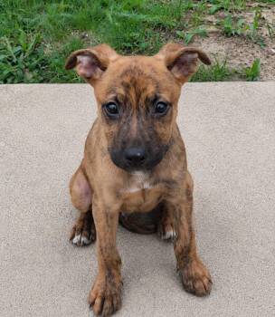Teddy (AO36805) -  Boxer Dog for Adoption in Kansas City, Kansas - Teddy (AO36805) | PetCurious