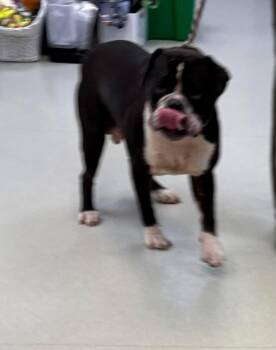 Frank -  English Bulldog and Mixed Breed Dog for Adoption in Maryville, Tennessee - Frank | PetCurious