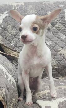 Chihuahua Dogs Available for Adoption in Little Rock, Arkansas - Ollie | PetCurious