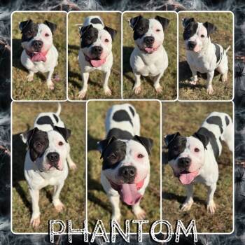 Rescue Pit Bull Terrier Dogs for Adoption in Fort Smith, Arkansas - Phantom | PetCurious