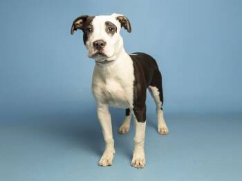PRINCE ERIC -  Pit Bull Terrier and Mixed Breed Dog for Adoption in Phoenix, Arizona - PRINCE ERIC | PetCurious