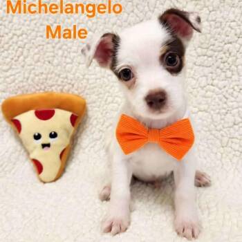 Michel Angelo -  Chihuahua and Maltese Dog for Adoption in Monticello, Iowa - Michel Angelo | PetCurious