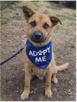 German Shepherd Dog Dogs Available for Adoption in Rockland, Wisconsin - Fig | PetCurious