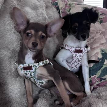 Marissa -  Chihuahua Dog for Adoption in Raleigh, North Carolina - Marissa | PetCurious