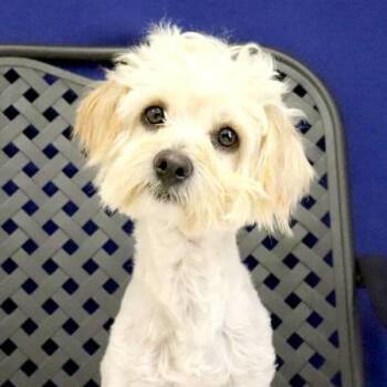 Maltese Dogs Available for Adoption in Midland, Texas - Darla | PetCurious