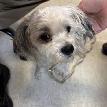 Princess A220434 -  Miniature Poodle Dog for Adoption in Plano, Texas - Princess A220434 | PetCurious