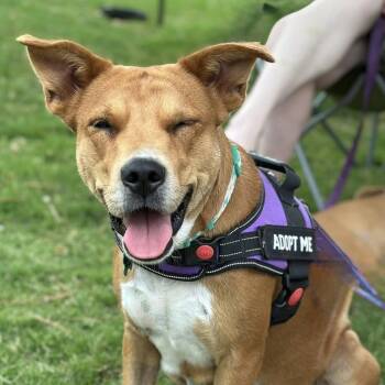 Rescue Mixed Breed Dogs for Adoption in Houston, Texas - Princess | PetCurious