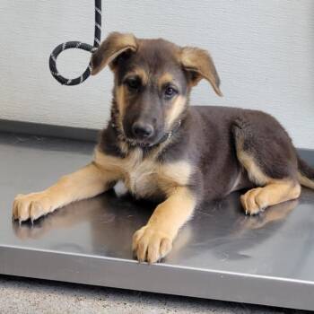 Liberty -  Mixed Breed Dog for Adoption in Las Cruces, New Mexico - Liberty | PetCurious