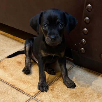 Eeyore -  Mountain Cur and Hound Dog for Adoption in Mount Bethel, Pennsylvania - Eeyore | PetCurious