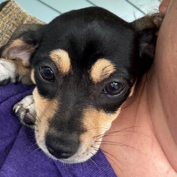 Willow - lt pink -  Terrier and Miniature Pinscher Dog for Adoption in Greenfield, Indiana - Willow - Lt Pink | PetCurious