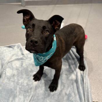 Mixed Breed Dogs Available for Adoption in Canal Winchester, Ohio - Yakko | PetCurious