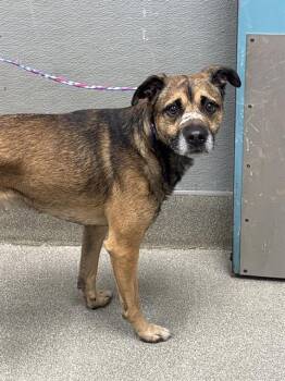 RULIBA -  German Shepherd Dog and Mixed Breed Dog for Adoption in Las Vegas, Nevada - RULIBA | PetCurious