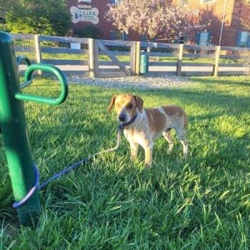Bluetick Coonhound and Mixed Breed Dogs Available for Adoption in Frankfort, Kentucky - Oscar 5751 D | PetCurious