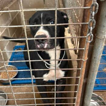 Archie -  Terrier and Mixed Breed Dog for Adoption in Hackett, Arkansas - Archie | PetCurious