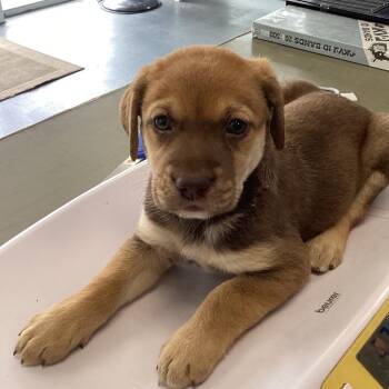 Pacific -  Shepherd and Mixed Breed Dog for Adoption in Montgomery, Alabama - Pacific | PetCurious