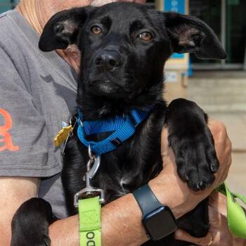 OLLIE -  Labrador Retriever and Mixed Breed Dog Available for Adoption in St. Louis, Missouri - OLLIE | PetCurious