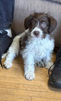 Poodle and German Wirehaired Pointer Dogs Available for Adoption - Neve | PetCurious
