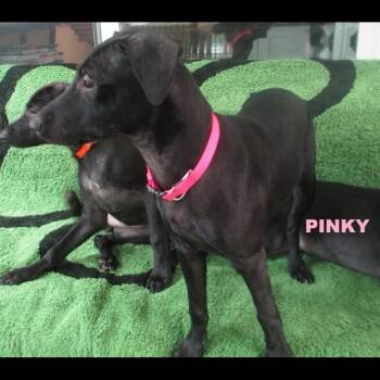 Pinky -  Pit Bull Terrier and Miniature Pinscher Dog for Adoption in Rochester, New York - Pinky | PetCurious