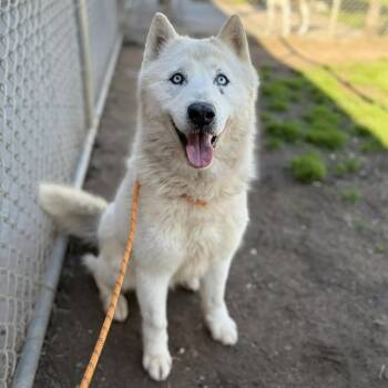 Siberian Husky Dogs Available for Adoption - BOLT | PetCurious