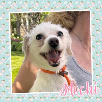 Mochi -  Miniature Dachshund Dog for Adoption - Mochi | PetCurious