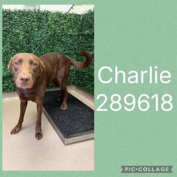 CHARLIE -  Labrador Retriever Dog for Adoption in Macon, Georgia - CHARLIE | PetCurious