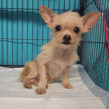 Giblet -  Chihuahua Dog for Adoption in Chesnee, South Carolina - Giblet | PetCurious