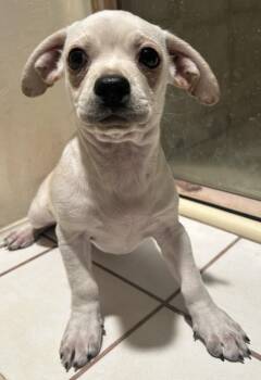 Rescue Chihuahua Dogs for Adoption in El Cajon, California - WALLY | PetCurious